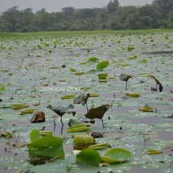 Lake on Rajasthan - Gujarat route