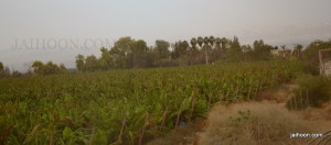 Banana plantation en route to King Hussein bridge