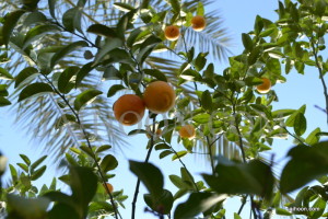 Orange tree in Jericho